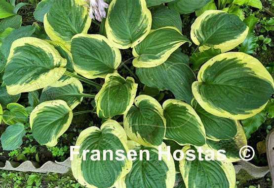 Hosta Terry